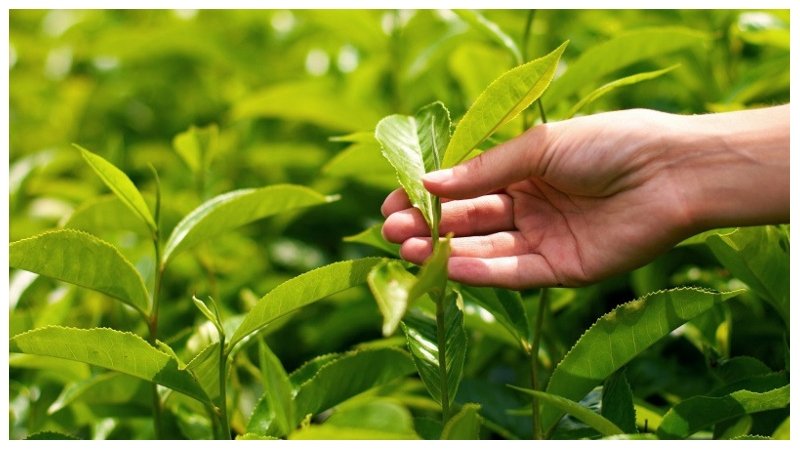 tea-startup