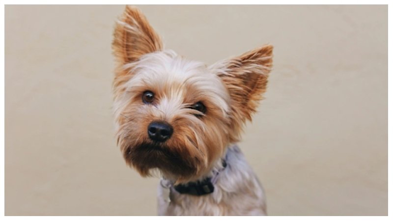 Puppy