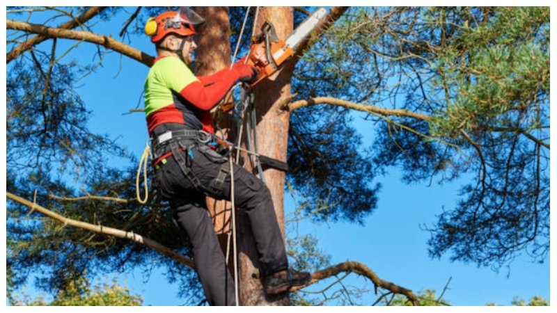 Tree Trimming